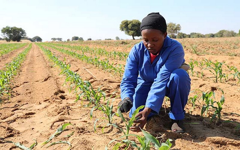 Les-nouvelles-technologies-à-la-rescousse-des-petits-agriculteurs-africains-