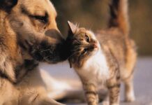 Assurance animale : 197 000 demandes de remboursement