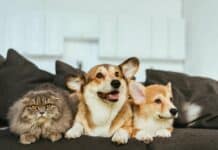 L’assurance animale se compare sur ChatGPT